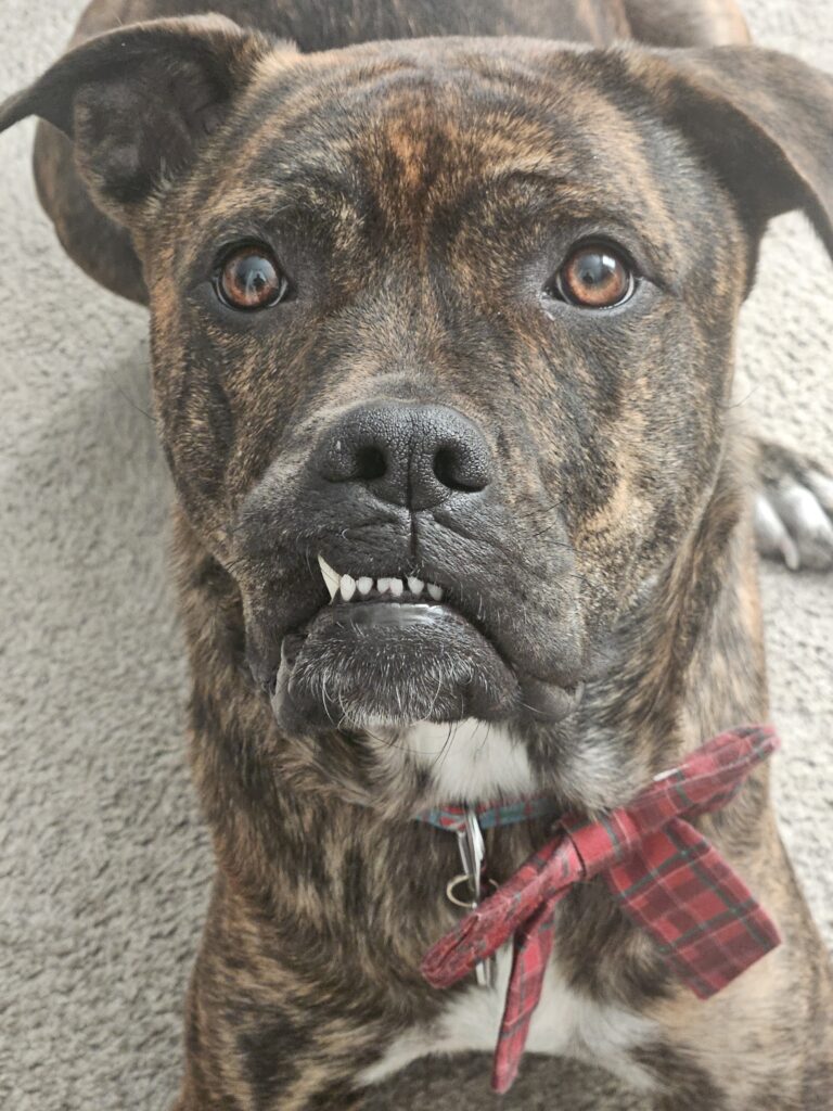 Piper, the brindle female from barkminddogs.com.