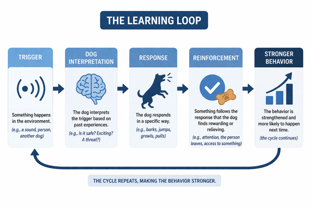 dog behavior system diagram trigger interpretation response reinforcement learning loop mistake