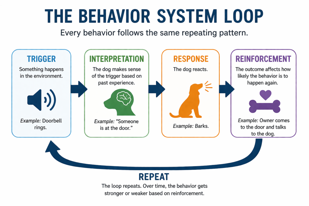Clean infographic showing the dog behavior system loop: Trigger → Interpretation → Response → Reinforcement → Repeat, explaining how behaviors form and strengthen over time.