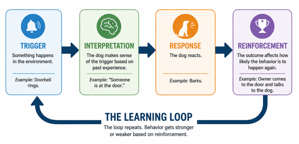 how dogs learn system diagram trigger interpretation response reinforcement loop